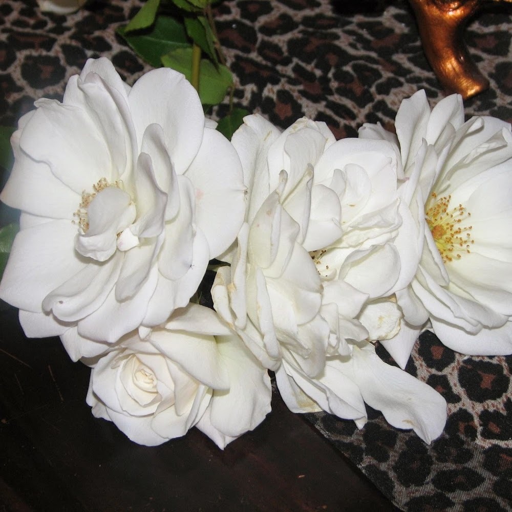 Meet your Posher, Bella